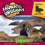 Fauna del Uruguay: Lobo de Mar